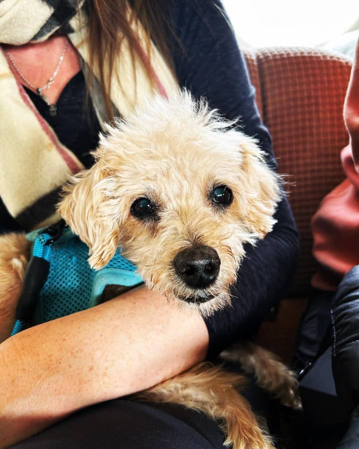 Horse being loaded into a transport vehicle