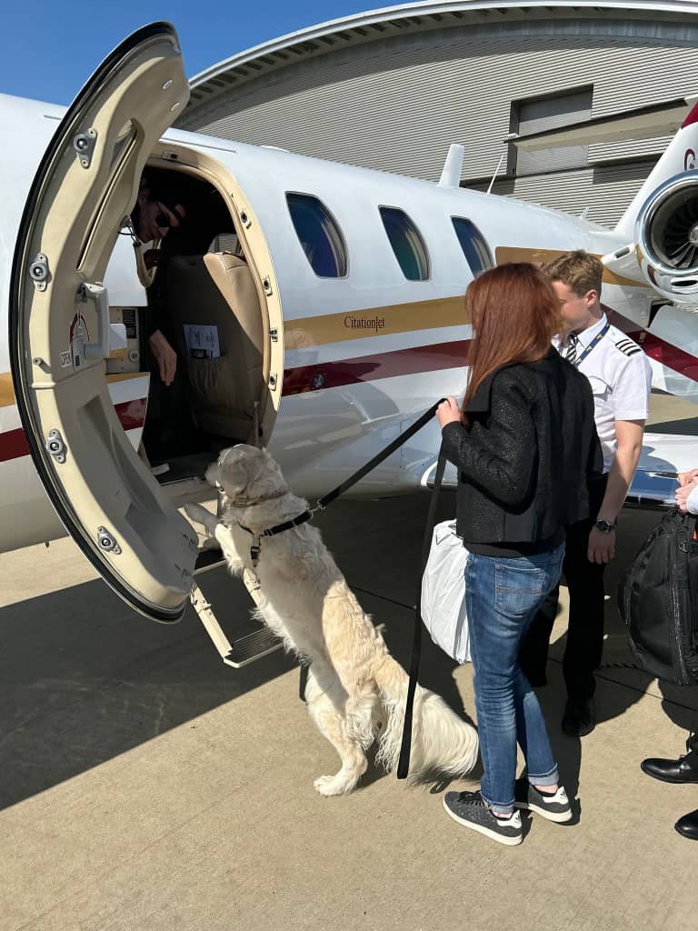 Horses getting ready to be transported across Europe