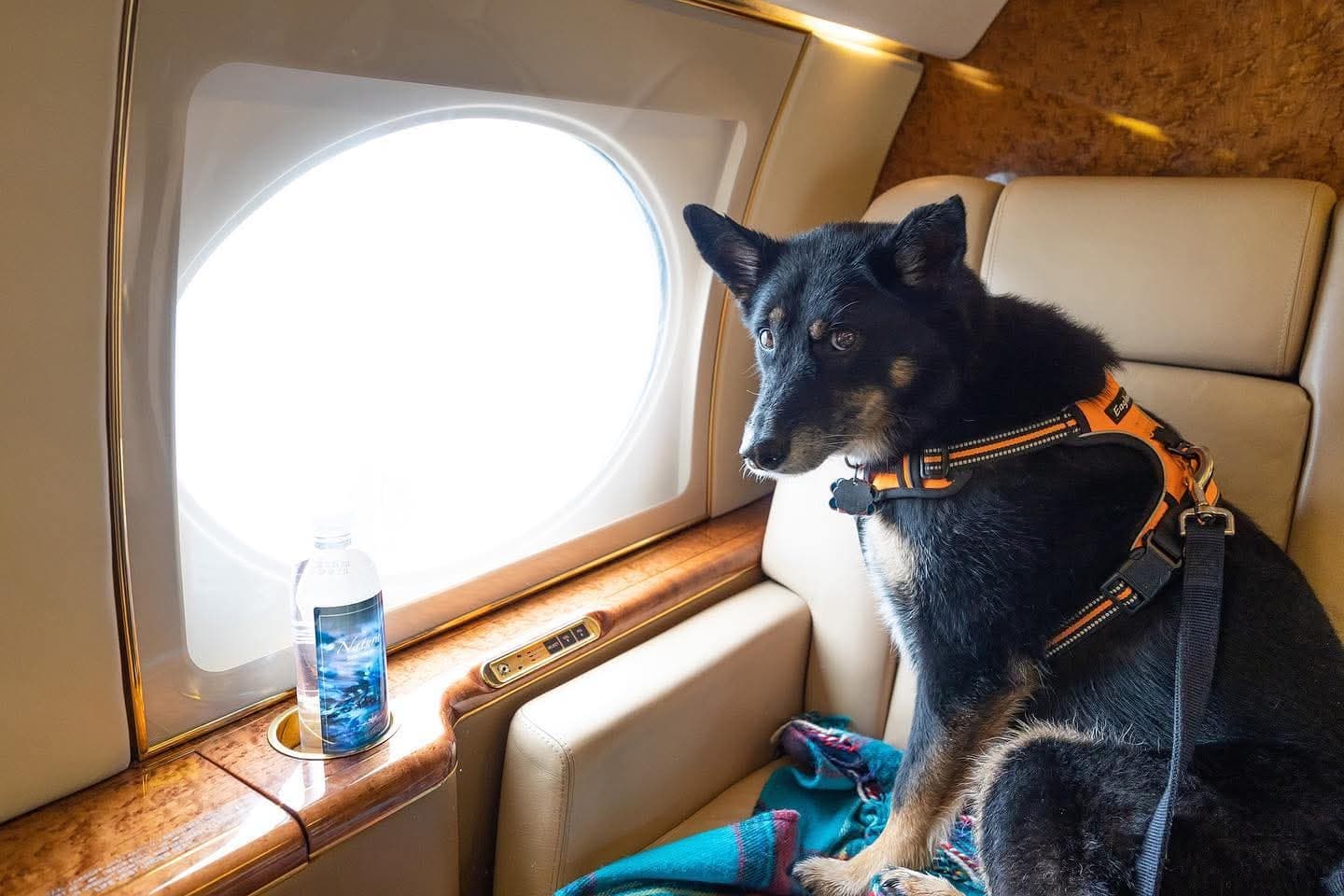 Zootrek handler with a horse